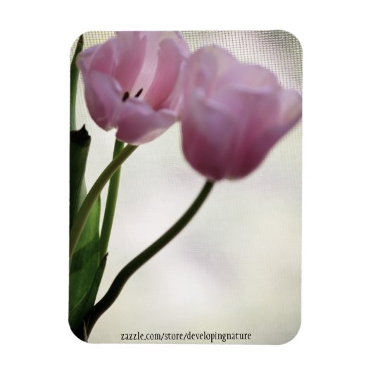 チューリップ3265 マグネット (縦)