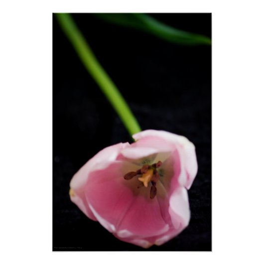 チューリップ3272 ポスター (正面)