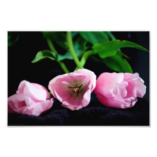 チューリップ3273 フォトプリント            (正面)