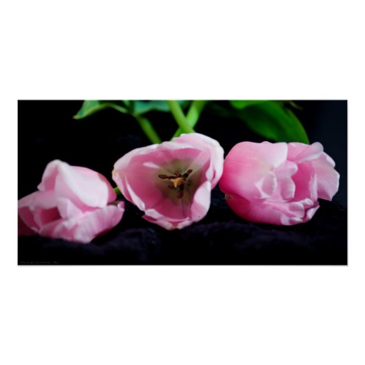 チューリップ3273 ポスター (正面)