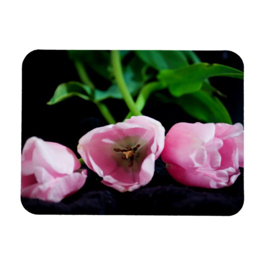 チューリップ3273 マグネット (横)