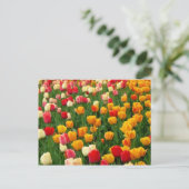 チューリップ5ポストカード ポストカード (スタンド正面)