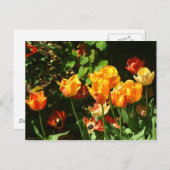 チューリップ |はがき ポストカード (正面/裏面)