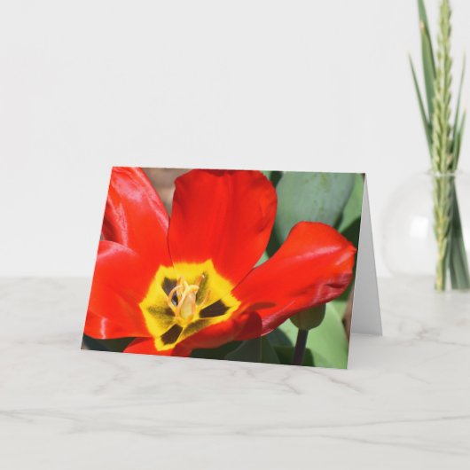チューリップ、カード カード (正面)