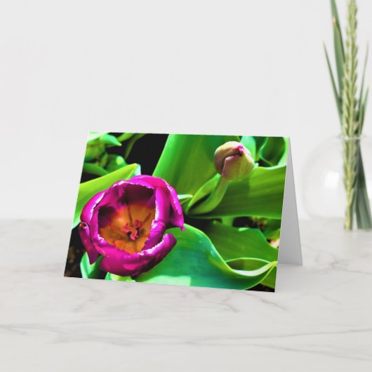 チューリップ、カード カード (正面)