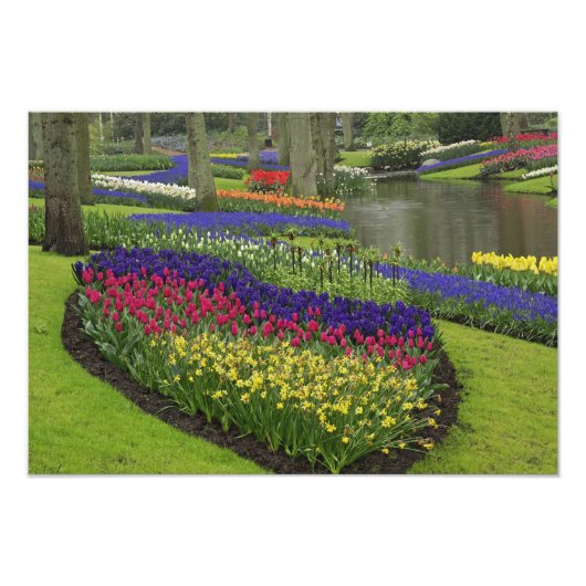 チューリップ、グレープハイアシン、水仙。 フォトプリント            (正面)