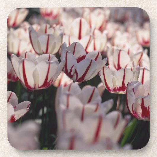 チューリップ コースター (正面)