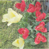 チューリップ シール (正面)