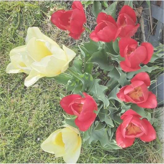 チューリップ シール (正面)