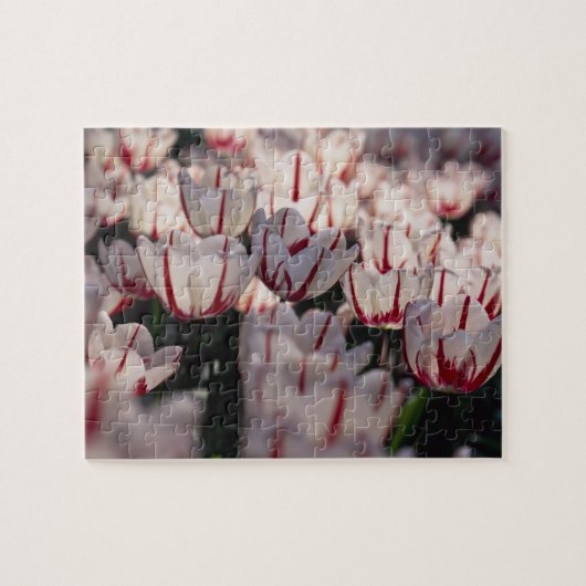 チューリップ ジグソーパズル (横)