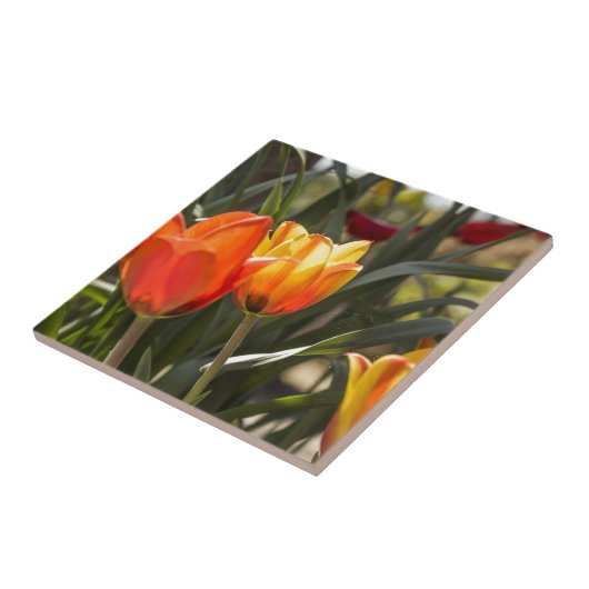 チューリップ タイル (側面)