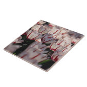 チューリップ タイル (側面)