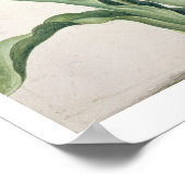 チューリップ、'ナッソーフローリギウム' (ページ上にw/c ポスター (角)