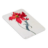 チューリップ：パーロケ・ルージュ マグネット (右側)