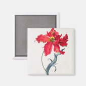 チューリップ:パーロケ・ルージュ マグネット (正面/裏面)