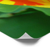 チューリップ ポスター (角)