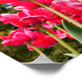 チューリップ ポスター (角)