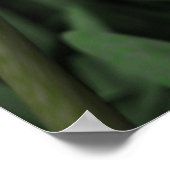 チューリップ ポスター (角)