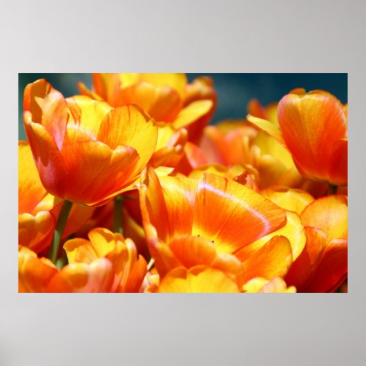 チューリップ ポスター (正面)