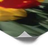 チューリップ ポスター (角)