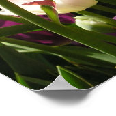 チューリップ ポスター (角)