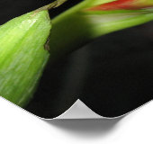 チューリップ ポスター (角)