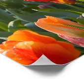 チューリップ ポスター (角)