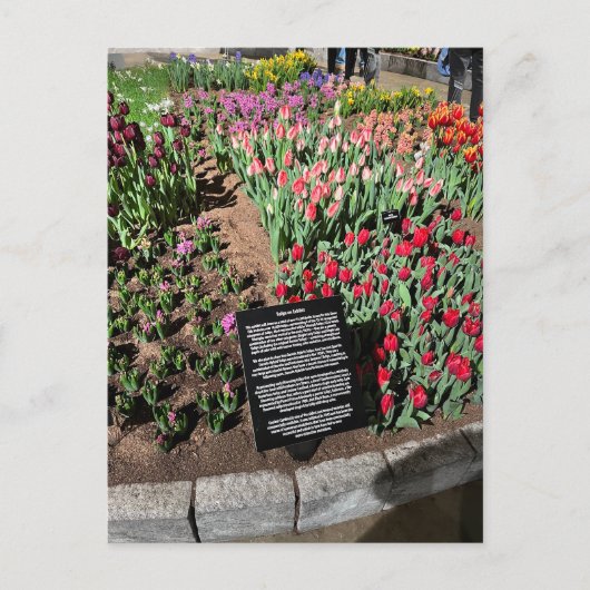 チューリップ ポストカード (正面)