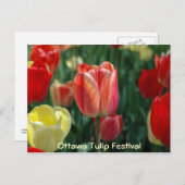 チューリップ ポストカード (正面/裏面)
