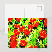 チューリップ ポストカード (正面/裏面)