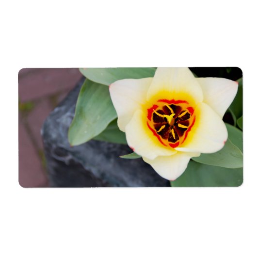 チューリップ ラベル (正面)