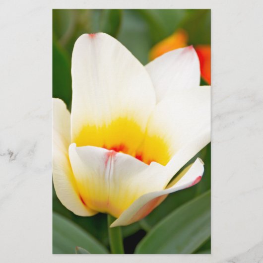 チューリップ 便箋 (正面)