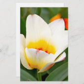 チューリップ 便箋 (正面/裏面)