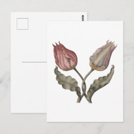 チューリップ, 春の花の植物学的なヴィンテージイラスト ポストカード