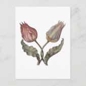 チューリップ, 春の花の植物学的なヴィンテージイラスト ポストカード (正面)