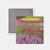チューリップ、水仙、ヒヤシンスの庭園 マグネット (正面/裏面)