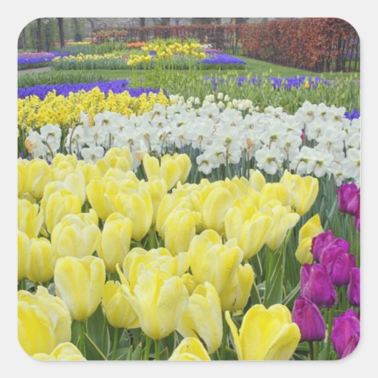 チューリップ、水仙、ムスカリの花、 スクエアシール (正面)