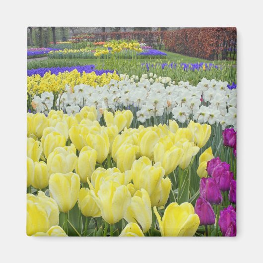 チューリップ、水仙、ムスカリの花、 マグネット (正面)