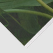 チューリップ 薄葉紙 (詳細)