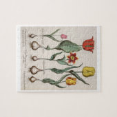 チューリップ: 1.Tulipa luteaのmaculisのrubens; 2.Tulipa au ジグソーパズル (横)