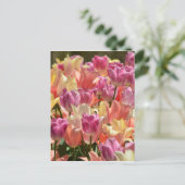 チューリップ#2 ポストカード (スタンド正面)