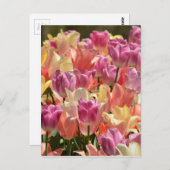チューリップ#2 ポストカード (正面/裏面)
