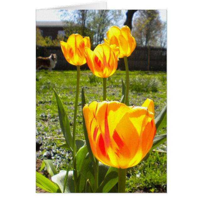 チューリップ（&Aコリー） (正面)