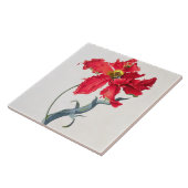 チューリップ: Perroquetの弁柄 タイル (側面)