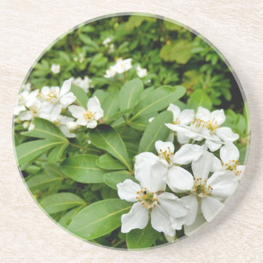 チョイシャテルナタ コースター (正面)