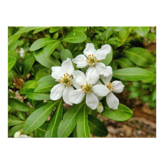 チョイシャテルナタ フォトプリント            (正面)