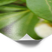 チョイシャテルナタ フォトプリント            (角)