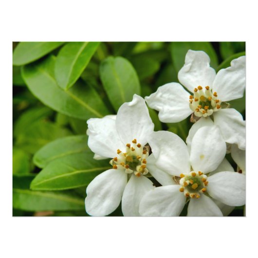 チョイシャテルナタ フォトプリント            (正面)