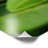 チョイシャテルナタ フォトプリント            (角)