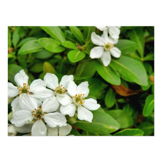 チョイシャテルナタ フォトプリント            (正面)